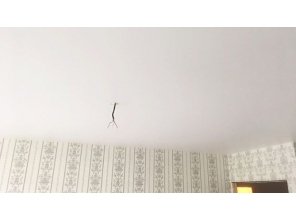 Бесшовный матовый натяжной потолок в гостиную 19,2 м2